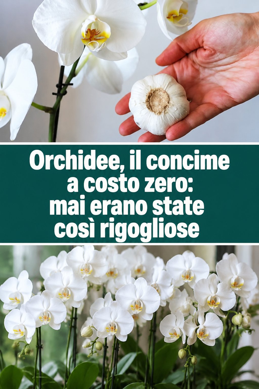 Orchidee, il concime a costo zero: mai erano state così rigogliose