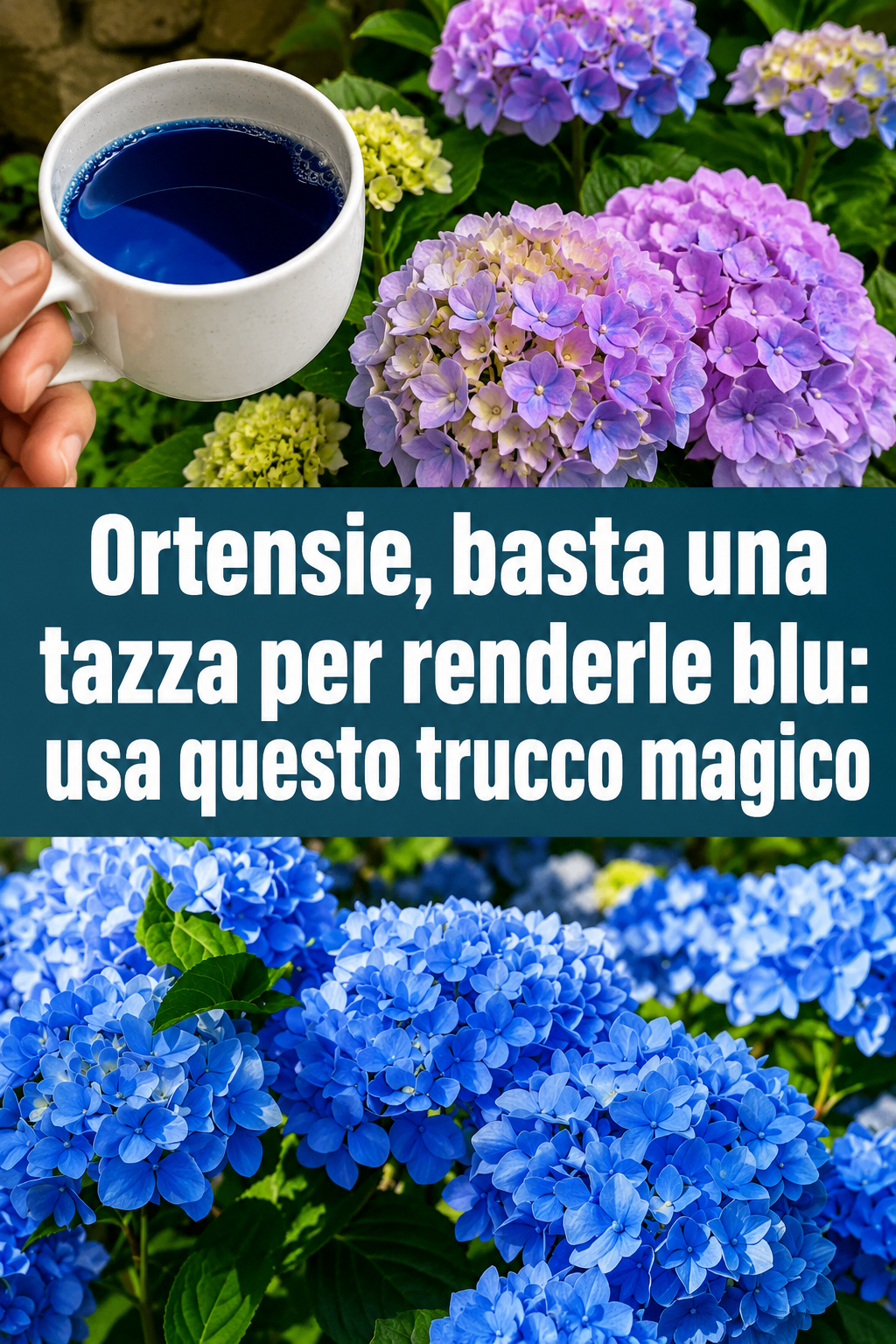 Ortensie, basta una tazza per renderle blu: usa questo trucco magico