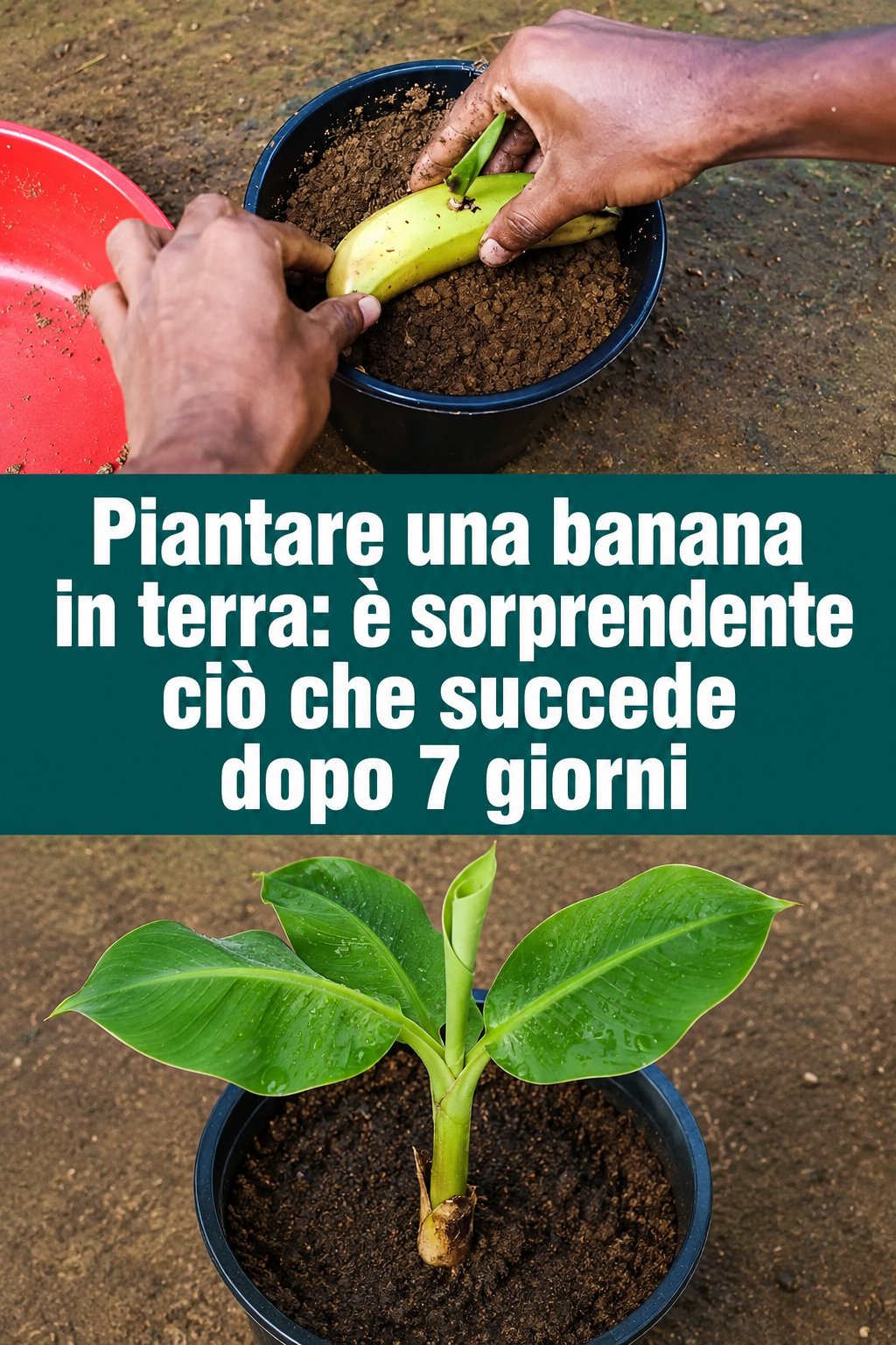 Piantare una banana in terra: è sorprendente ciò che succede dopo 7 giorni