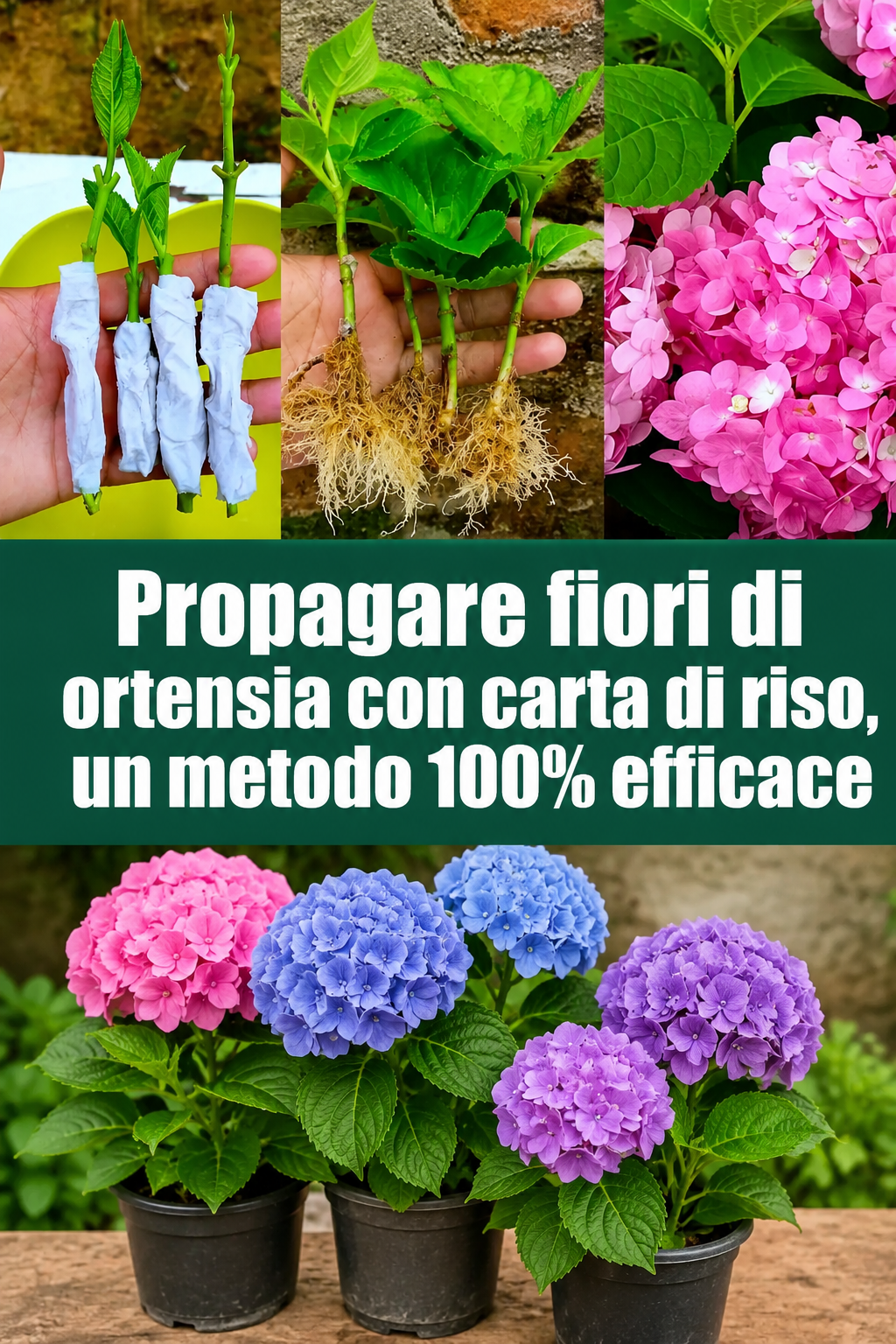Propagare fiori di ortensia con carta di riso, un metodo 100% efficace