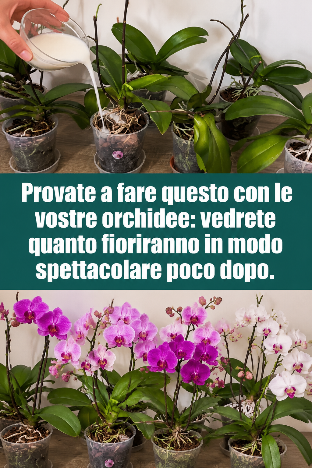Provate a fare questo con le vostre orchidee: vedrete quanto fioriranno in modo spettacolare poco dopo.