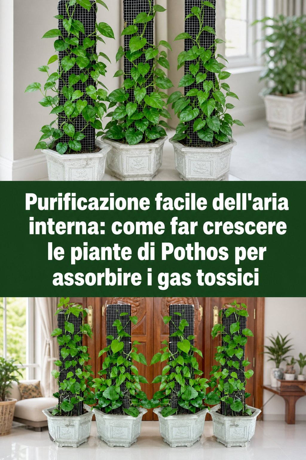 Purificazione facile dell’aria interna: come far crescere le piante di Pothos per assorbire i gas tossici