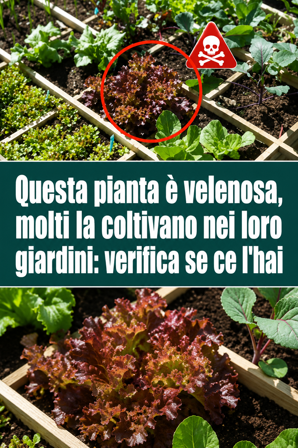 Questa pianta è velenosa, molti la coltivano nei loro giardini: verifica se ce l’hai