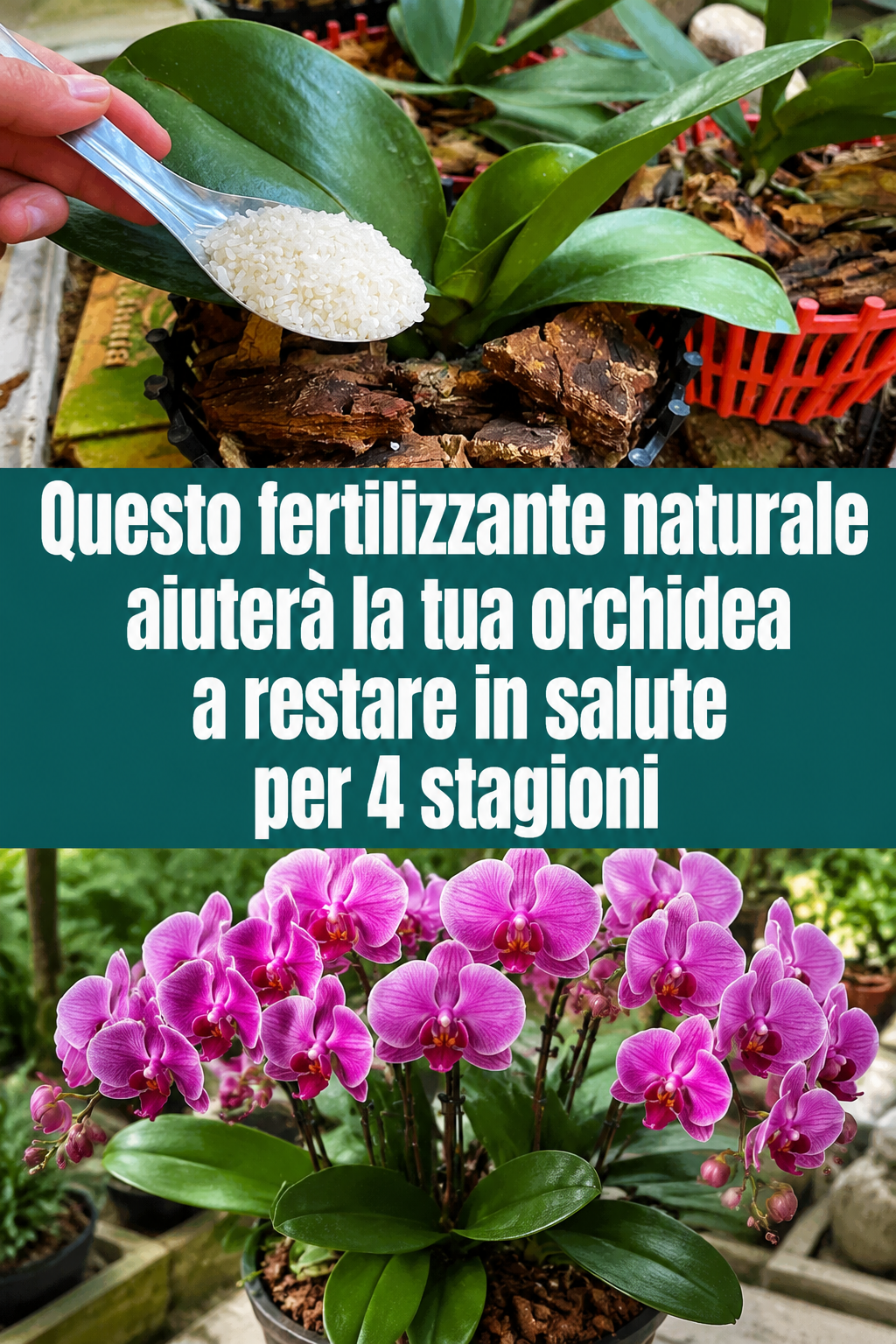 Questo fertilizzante naturale aiuterà la tua orchidea a restare in salute per 4 stagioni