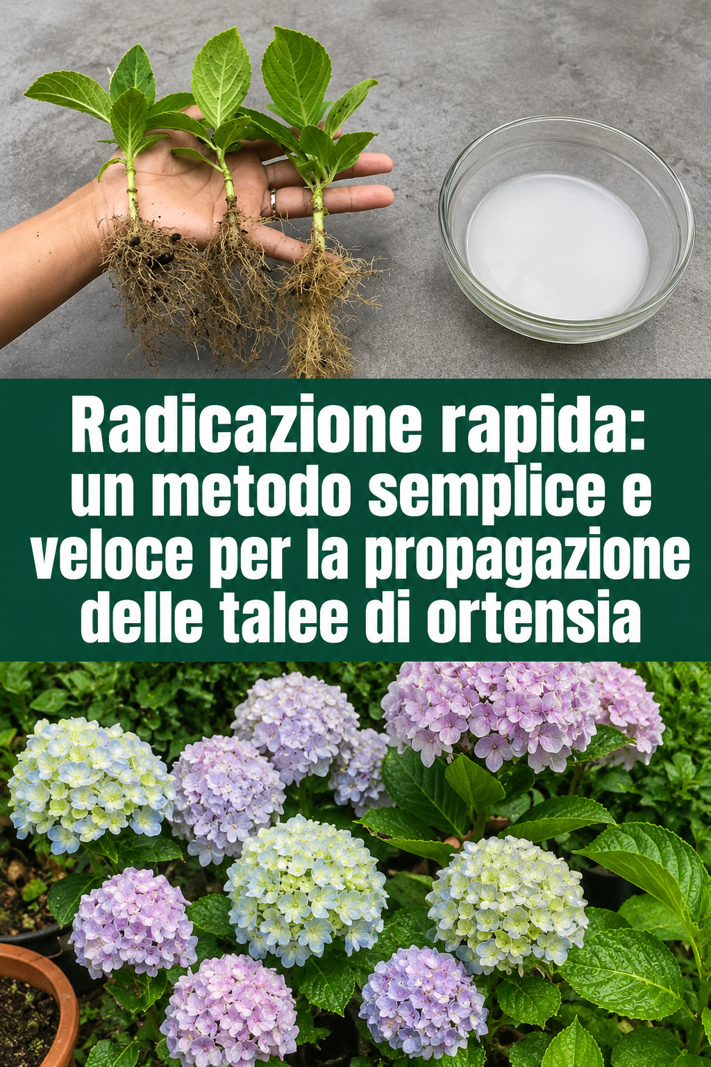 Radicazione rapida: un metodo semplice e veloce per la propagazione delle talee di ortensia