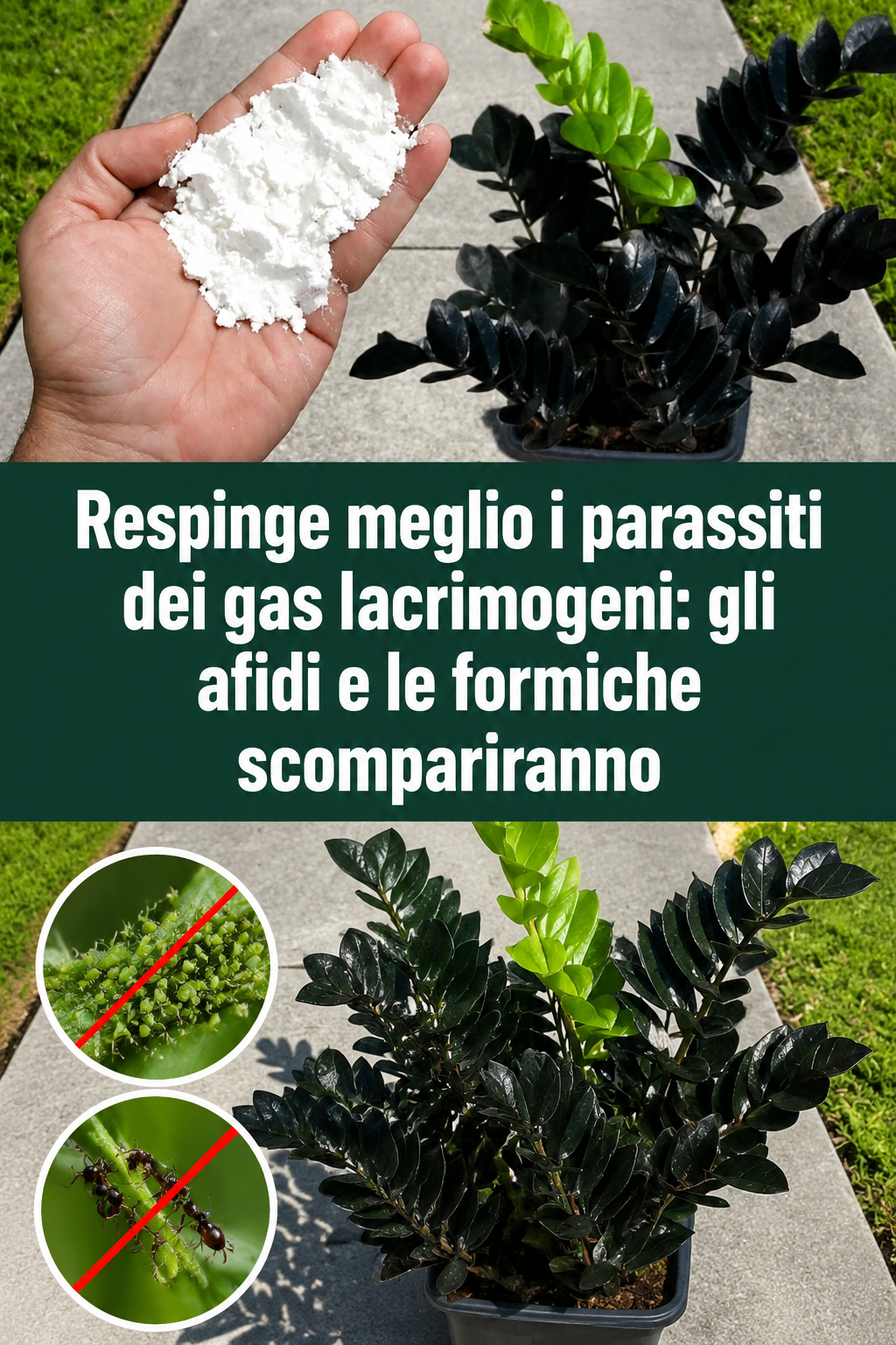 Respinge meglio i parassiti dei gas lacrimogeni: gli afidi e le formiche scompariranno