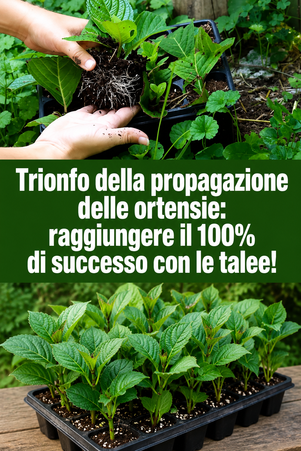 Trionfo della propagazione delle ortensie: raggiungere il 100% di successo con le talee!