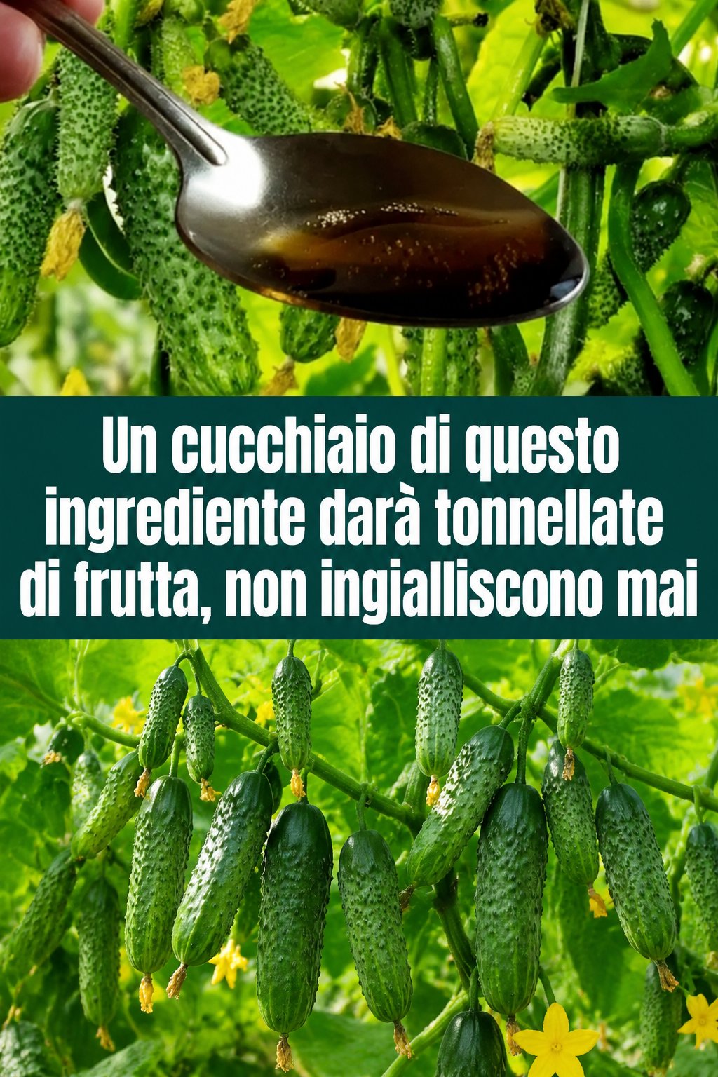Un cucchiaio di questo ingrediente darà tonnellate di frutta, non ingialliscono mai