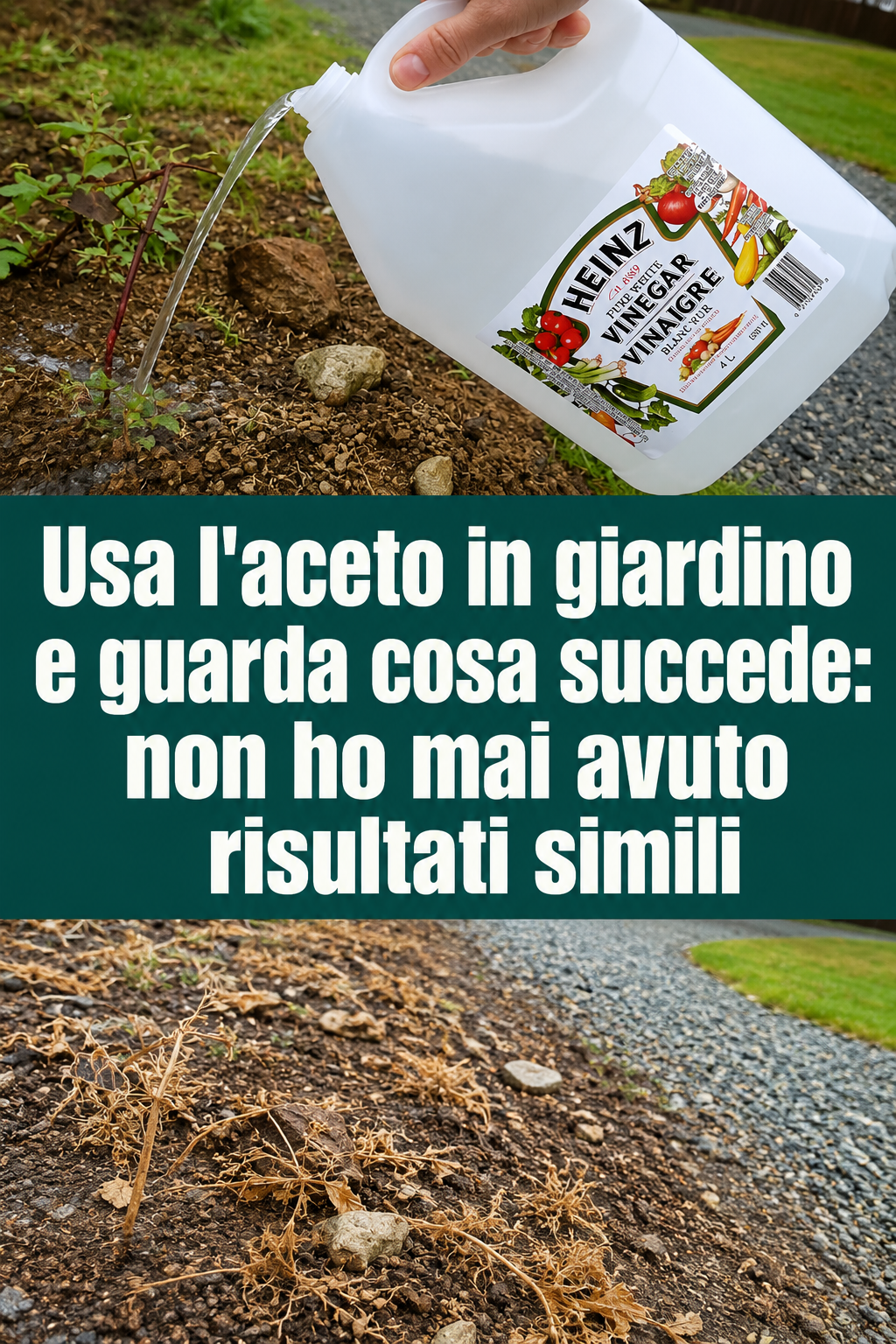Usa l’aceto in giardino e guarda cosa succede: non ho mai avuto risultati simili