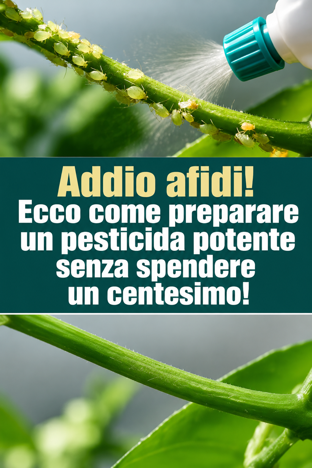 Addio afidi! Ecco come preparare un pesticida potente senza spendere un centesimo!