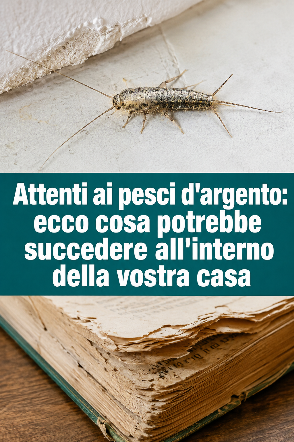 Attenti ai pesci d’argento: ecco cosa potrebbe succedere all’interno della vostra casa