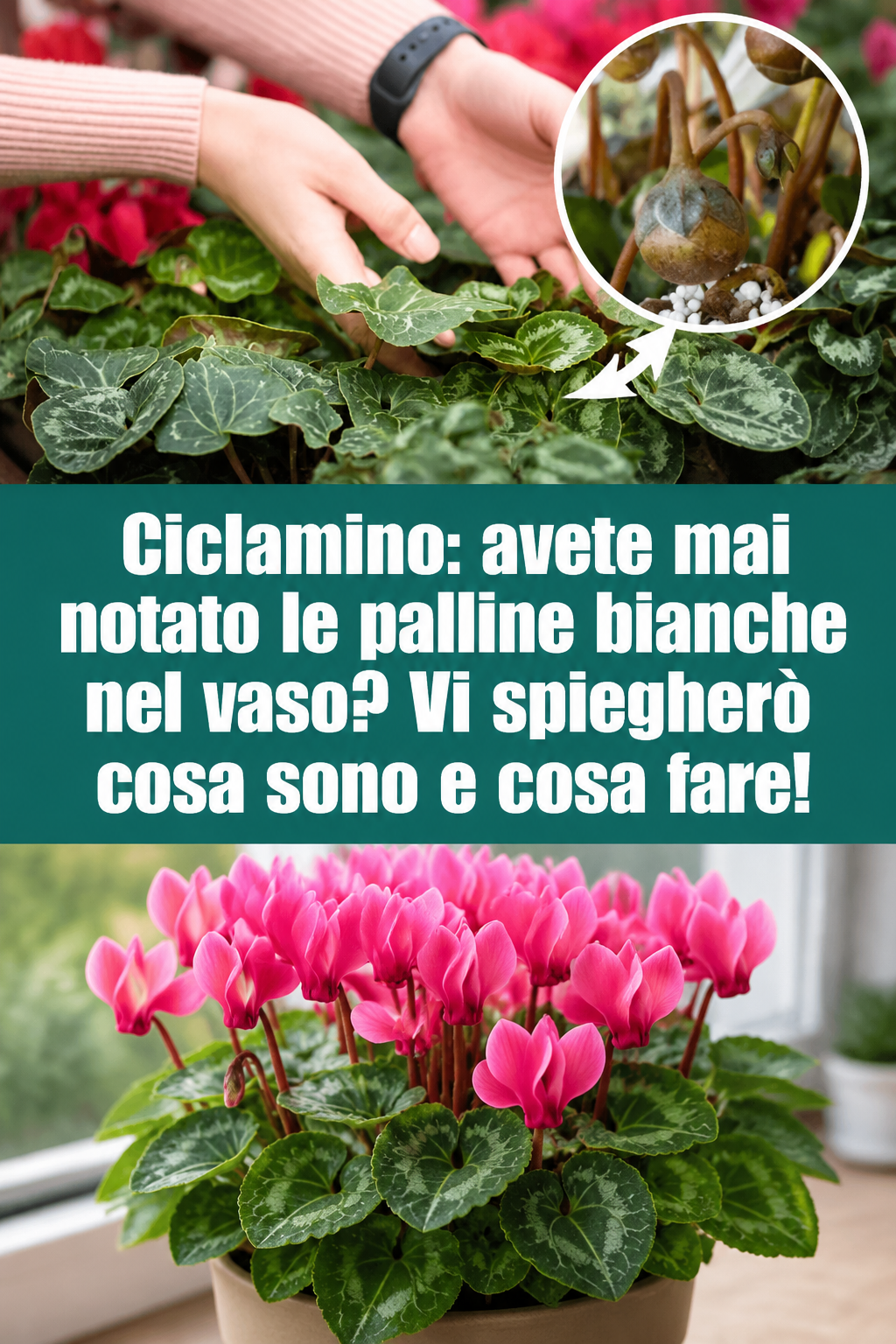 Ciclamino: avete mai notato le palline bianche nel vaso? Vi spiegherò cosa sono e cosa fare!