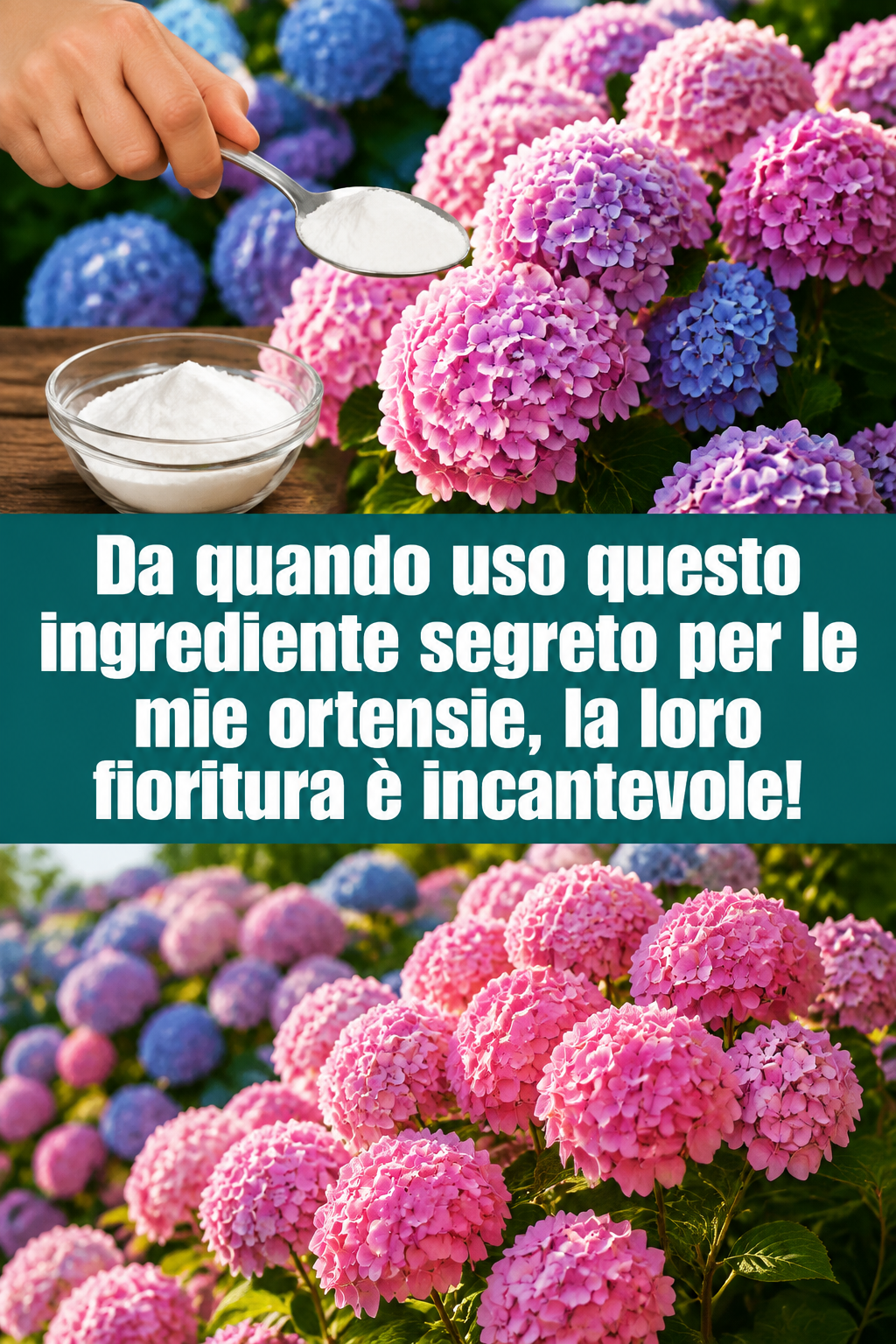 Da quando uso questo ingrediente segreto per le mie ortensie, la loro fioritura è incantevole!