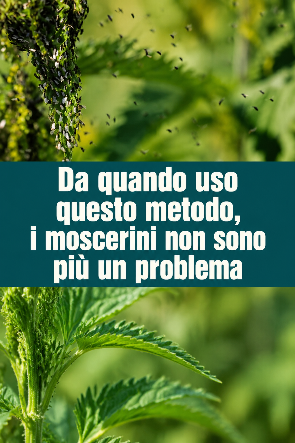 Da quando uso questo metodo, i moscerini non sono più un problema