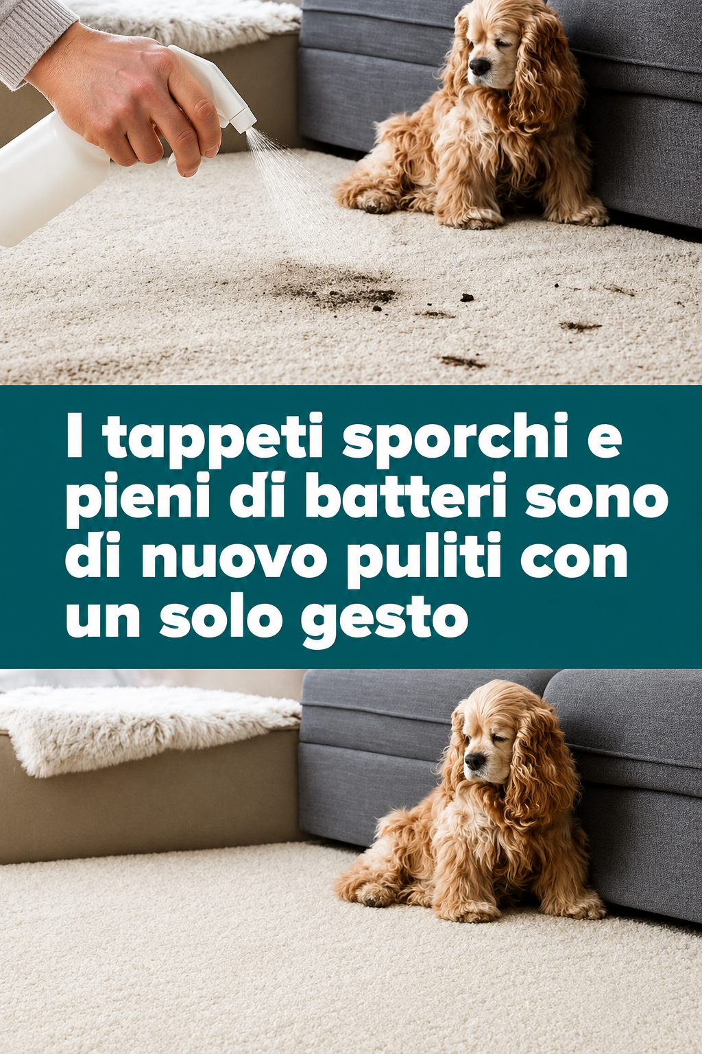 I tappeti sporchi e pieni di batteri sono di nuovo puliti con un solo gesto
