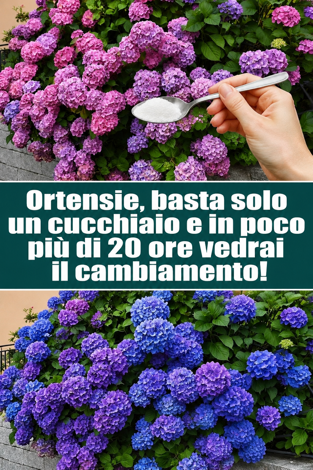 Ortensie, basta solo un cucchiaio e in poco più di 20 ore vedrai il cambiamento!
