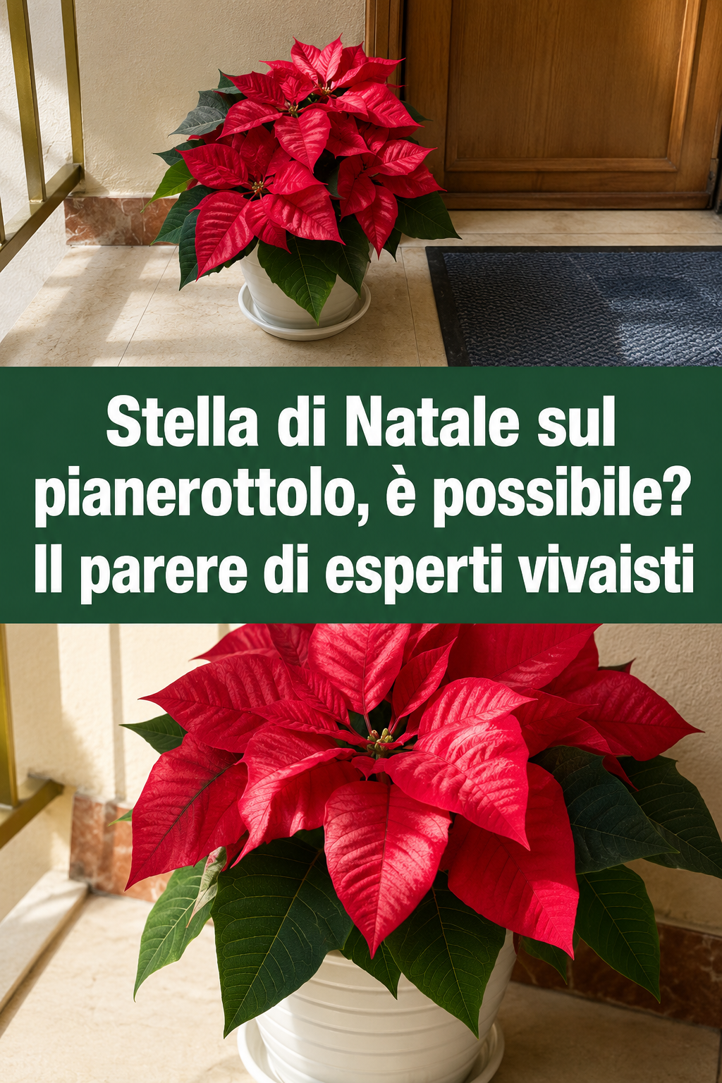 Stella di Natale sul pianerottolo, è possibile? Il parere di esperti vivaisti