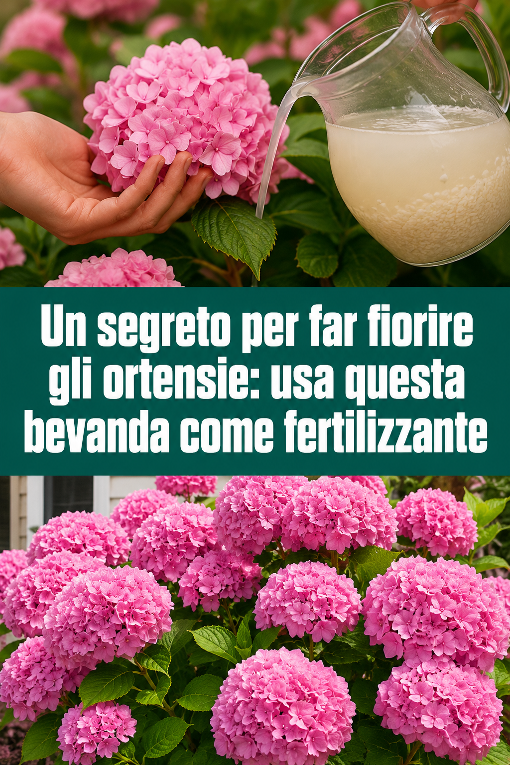 Un segreto per far fiorire gli ortensie: usa questa bevanda come fertilizzante