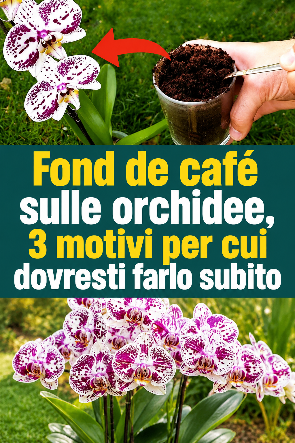 Fond de café sulle orchidee, 3 motivi per cui dovresti farlo subito